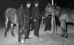 502272 Afbeelding van enkele politieagenten die twee loslopende paarden hebben gevonden, vermoedelijk te Utrecht.